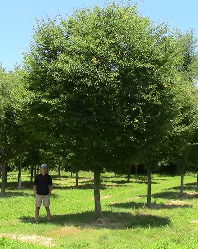 Choosing the Right Tree