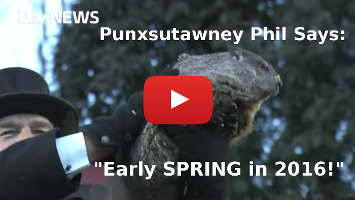 Punxsutawney Phil Video