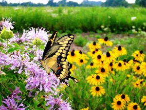 Pollinator Friendly Perennials