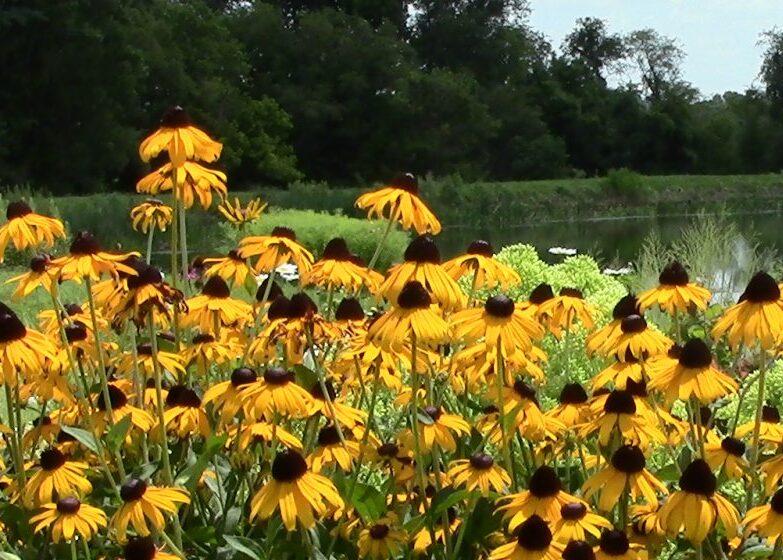 Pollinator Friendly Perennials