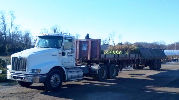 Plant Purchasing Process