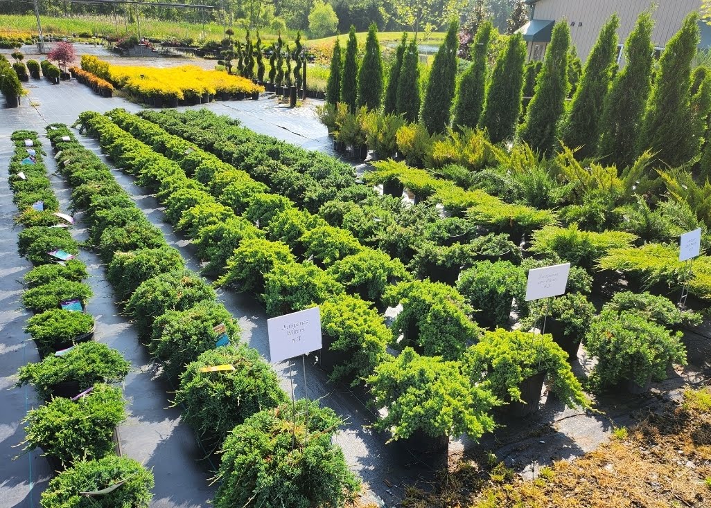 Wholesale Nursery Ordering