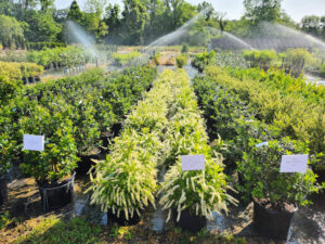 Plant Uniformity