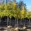 Native Trees for Busy Landscapes: Why They Matter