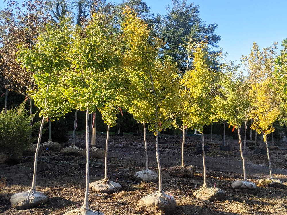 Native Trees on our yard