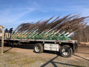 Delivering Quality Trees