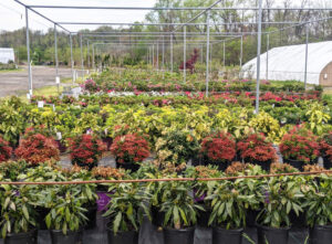 Wholesale Nursery Ordering