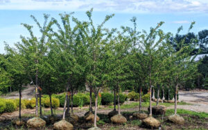 Other Top Landscape trees