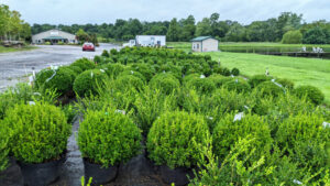 Boxwood Basics Variety