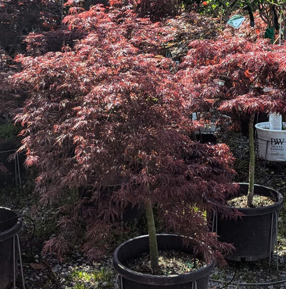 Crimson Queen Japanese Maple (Acer palmatum var. dissectum ‘Crimson Queen’, 4–5 ft)