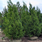 Eastern Red Cedar Native Trees