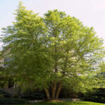 River Birch Native trees
