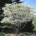 Serviceberry Native trees