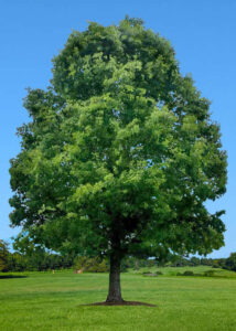 Choosing a Big Tree