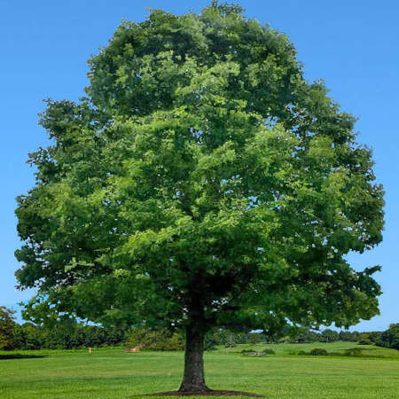 White Oak Native Trees
