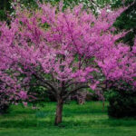 Redbud Native Trees