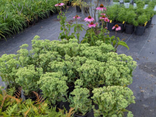 In Stock 8-25-25