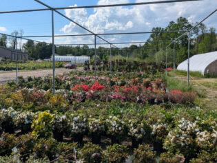 In Stock 5-5-25
