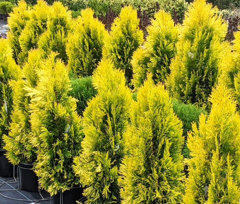 Interesting Winter Plants