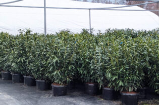 In Stock 4-7-25