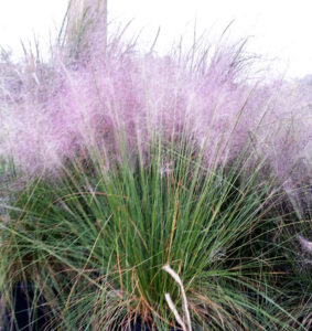 Interesting Winter Plants Pink Muhly