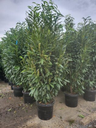 In Stock 10-6-25