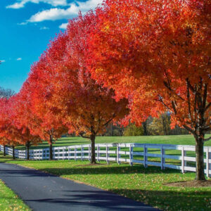 Red Maple Landscape tree