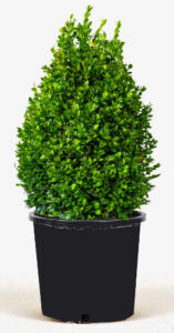 Buxus Alternative
