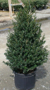 Boxwood Alternative - Ilex crenata ‘Steeds’ (Japanese Holly)