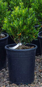 Ilex glabra ‘Shamrock’ (Inkberry Holly)