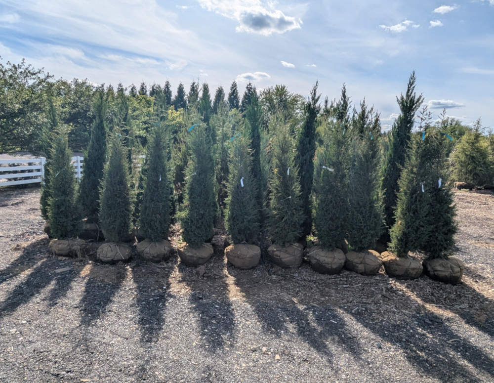 Right Size Tree