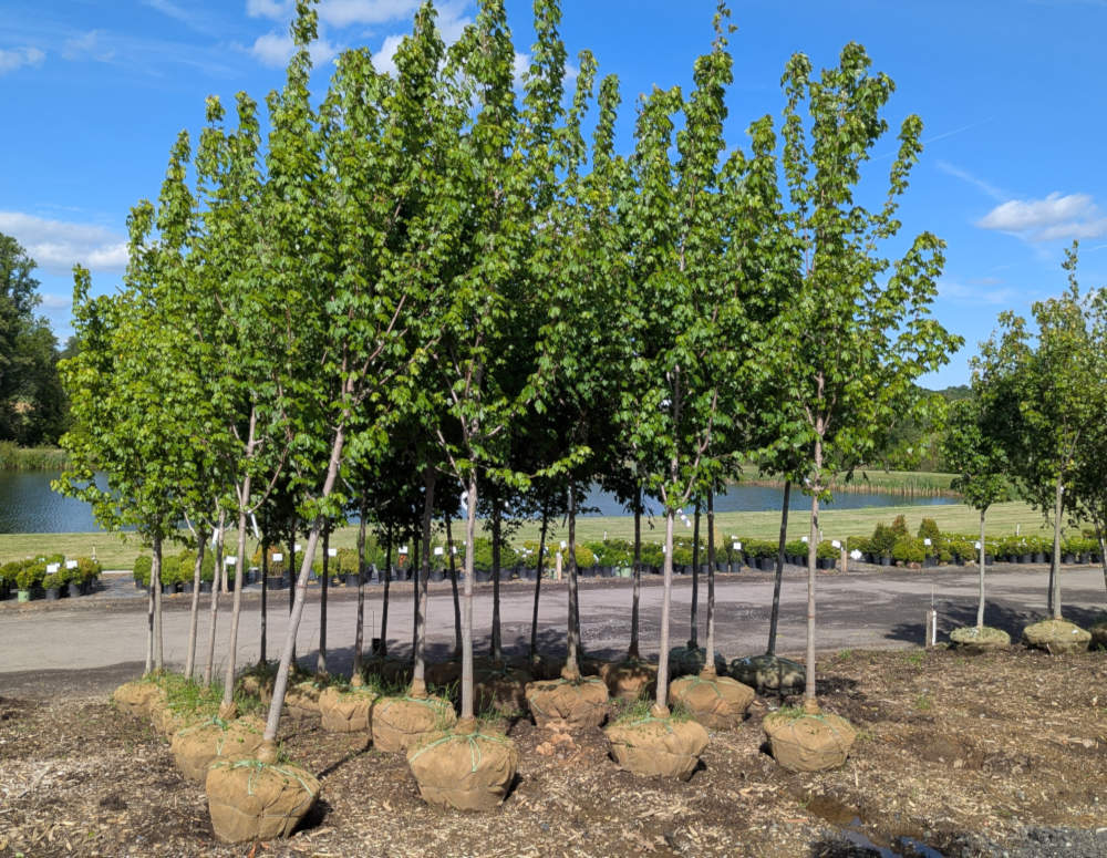 Large Trees