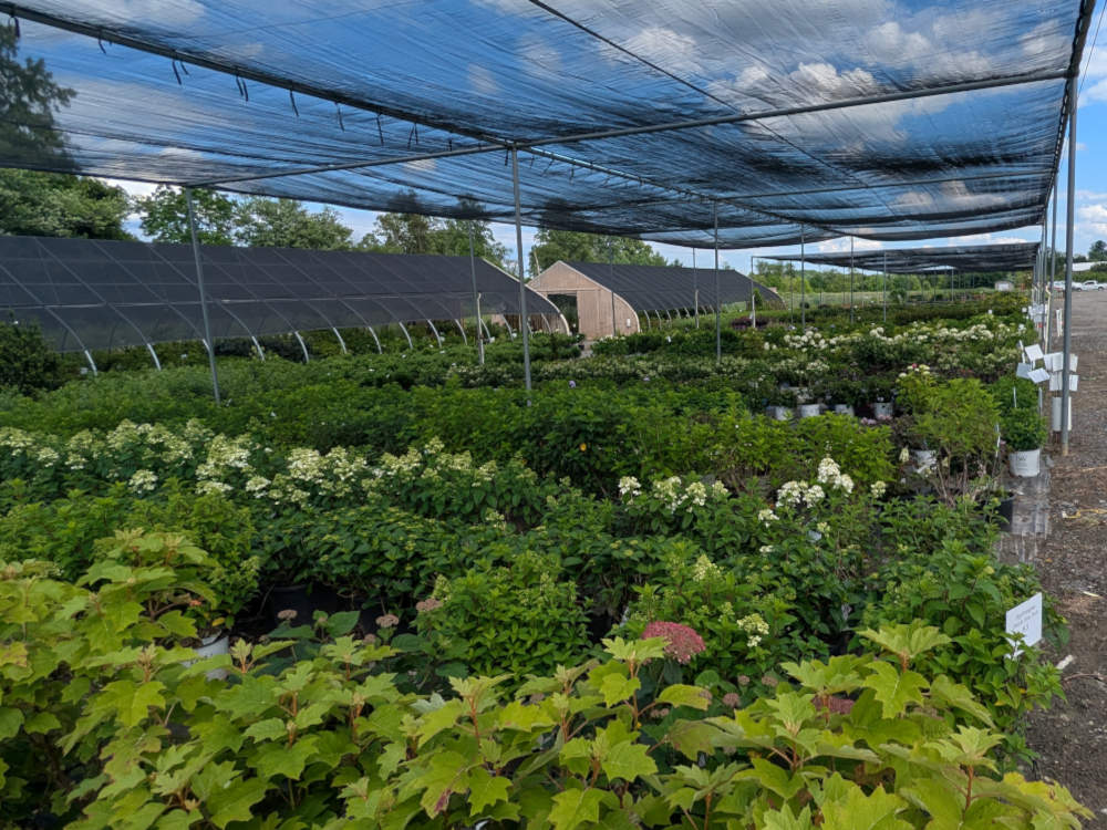 Nursery Plant Substitutions