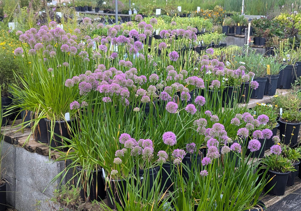 Fall Planting