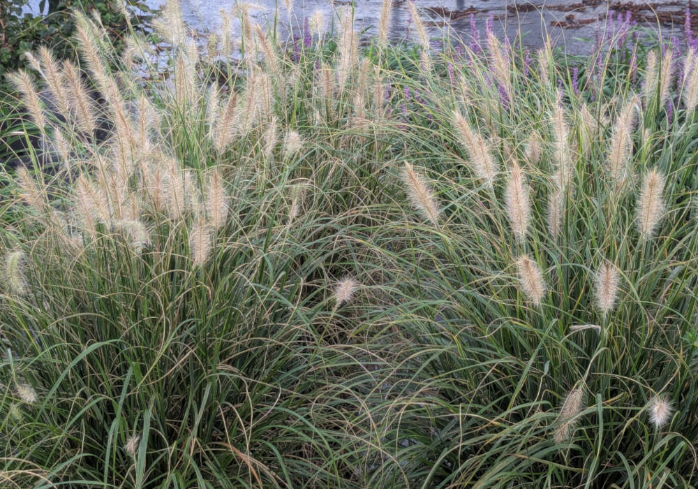 Hearty Grasses