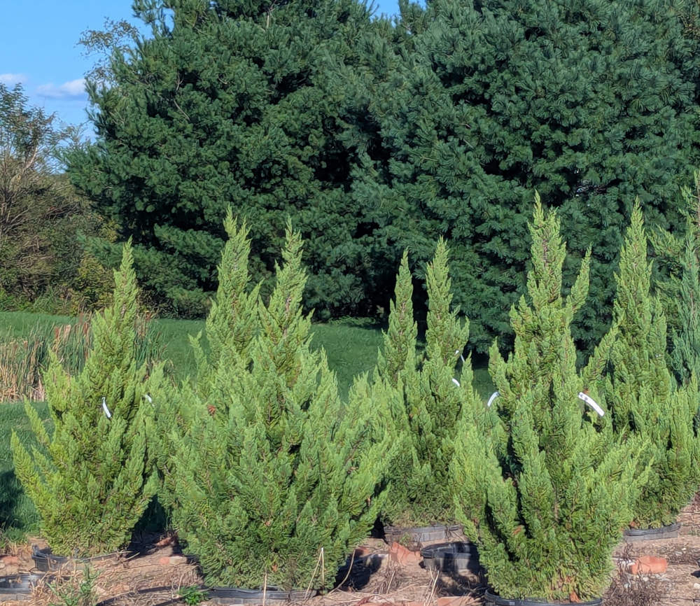 Deer-Resistant Plantings