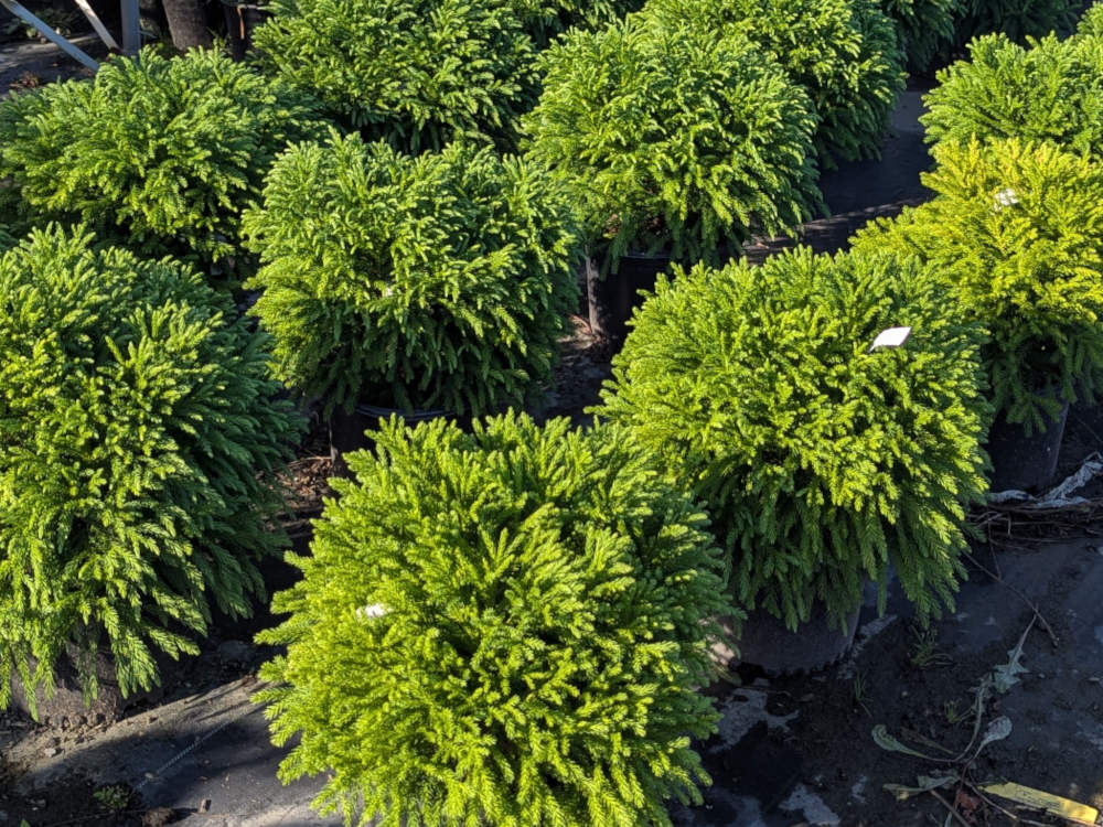 Cold-Hardy Container Plantings