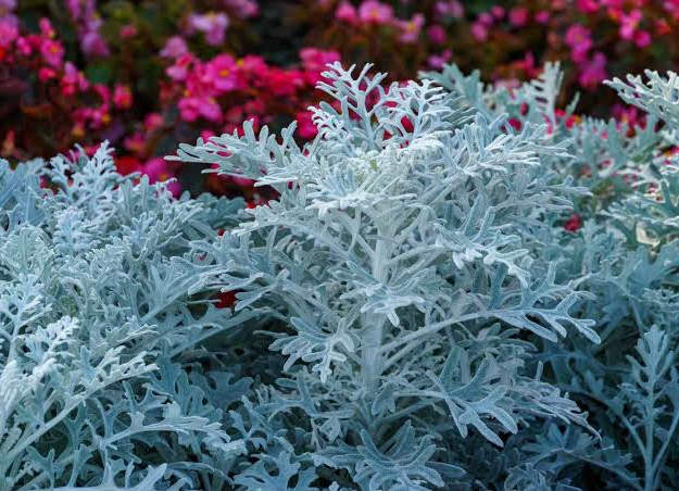Cold-Hardy Container Plantings