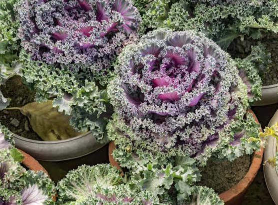 Cold-Hardy Container Plantings